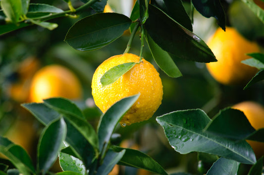 Symbolism of lemons in art