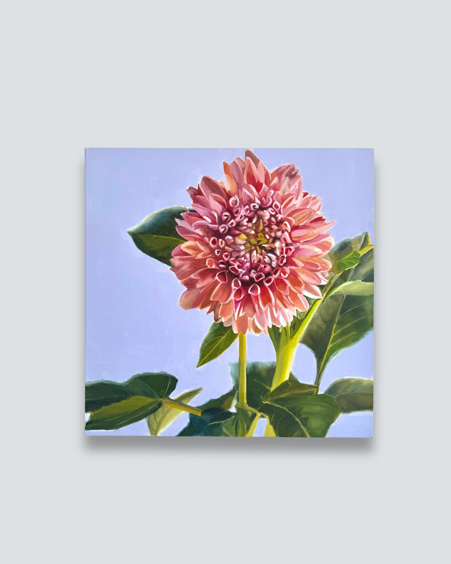 Dahlia