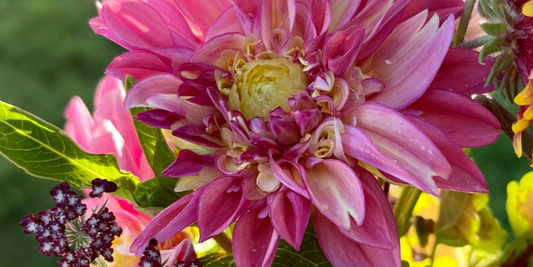 The Joy of Flowers