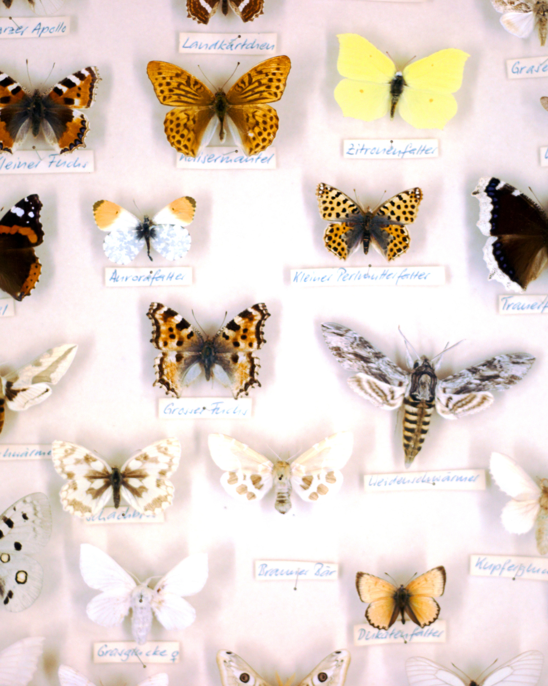 How Museums Shaped the Way I See and Paint