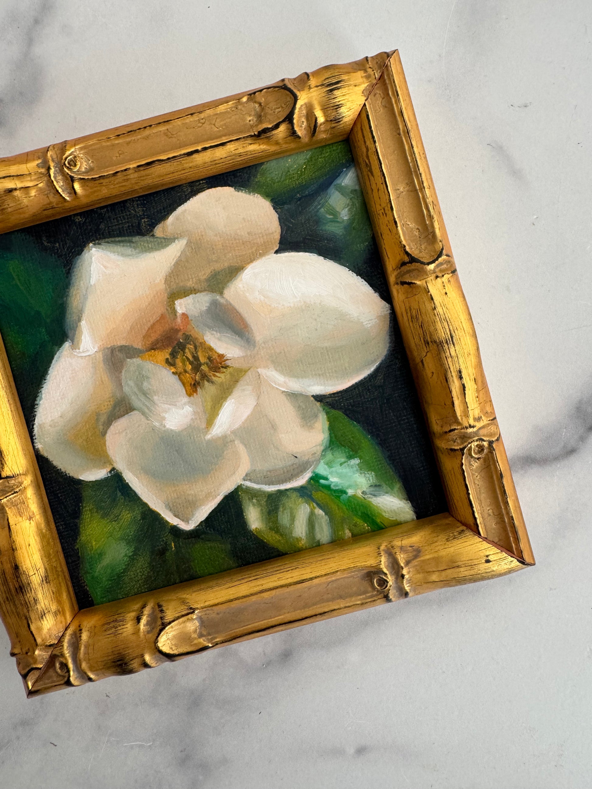 Close view of Magnolia IV, white magnolia bloom on dark green leaves