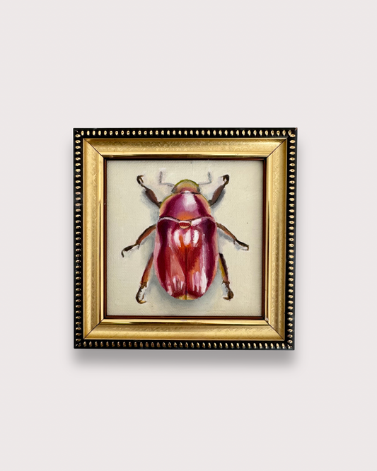 Chrysina Optima (Pink Jewel Scarab)