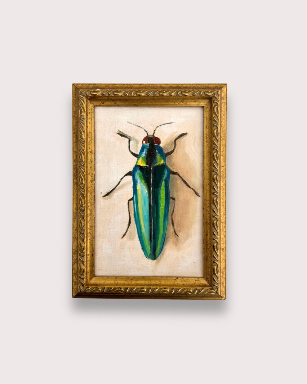 Chrysochroa Aurora