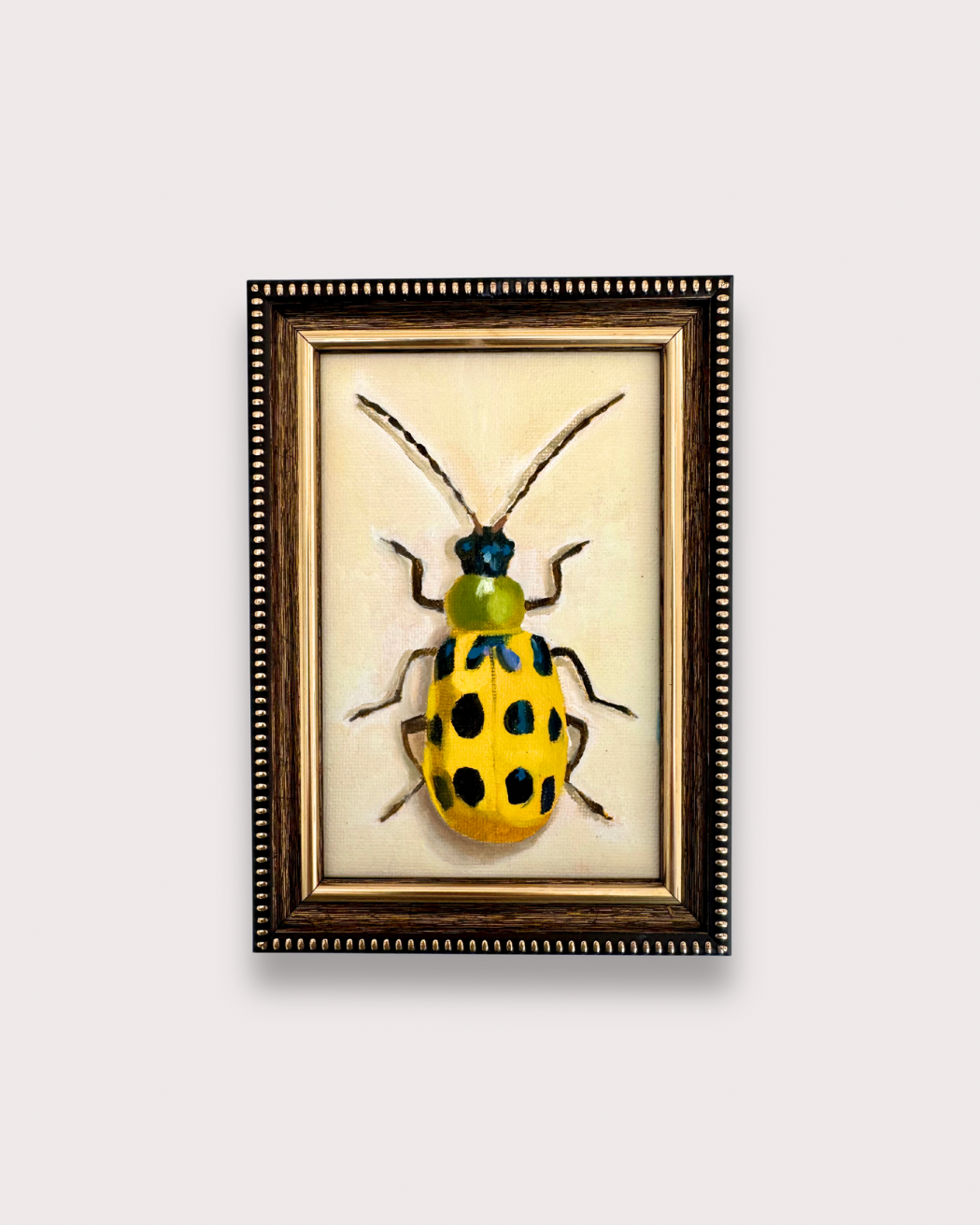 Spotted Cucumber Beetle