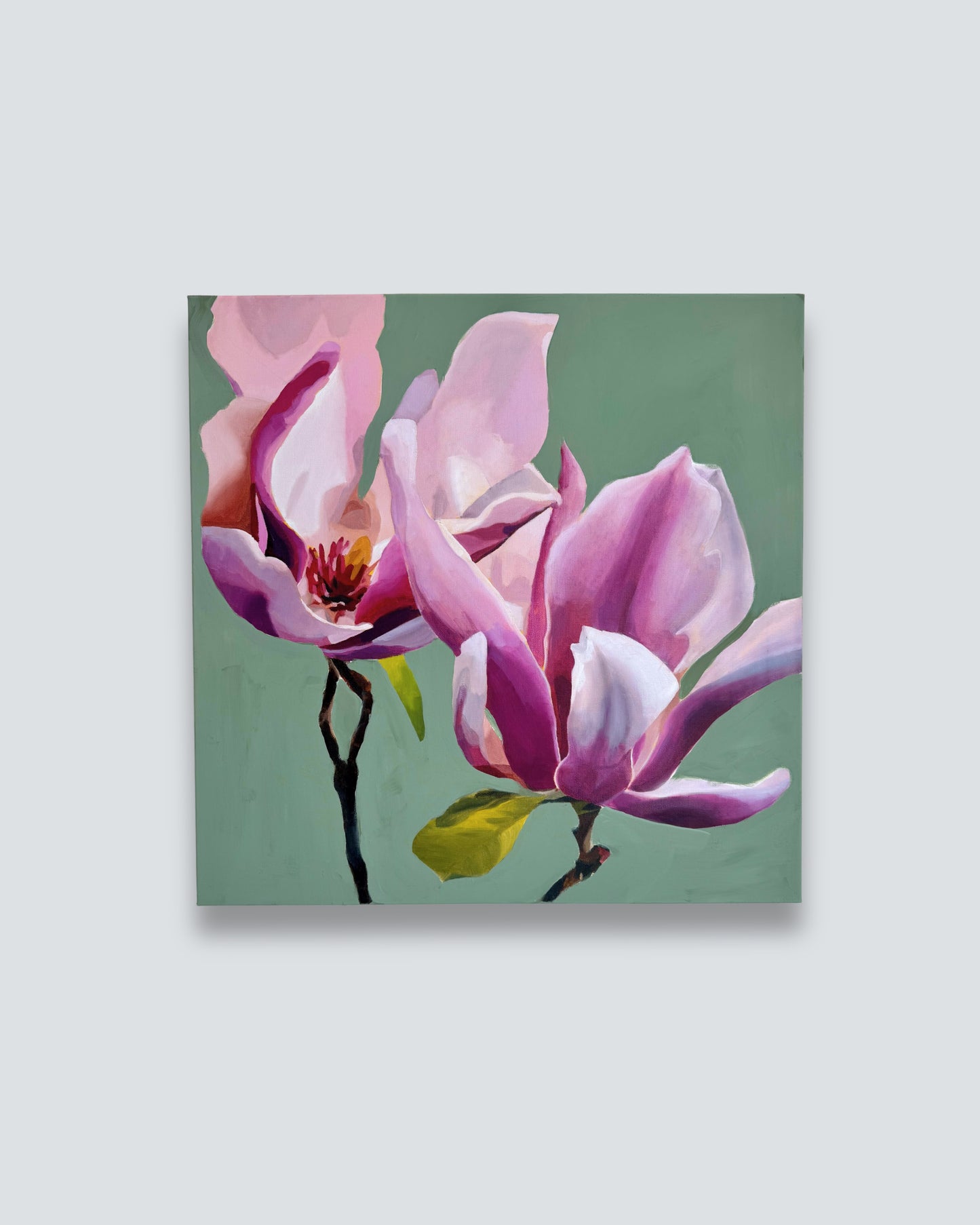 Tulip Magnolias